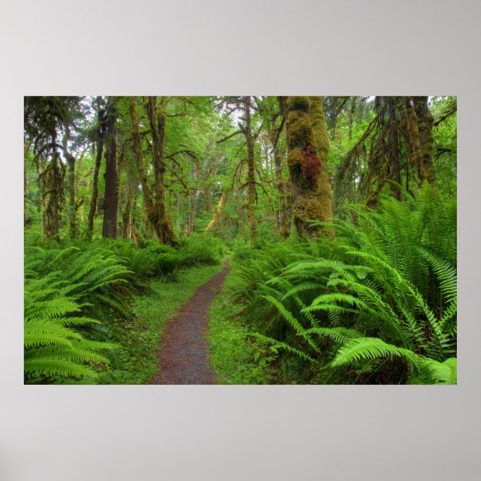 Maple Glade trail, ferns and moss covered Posters