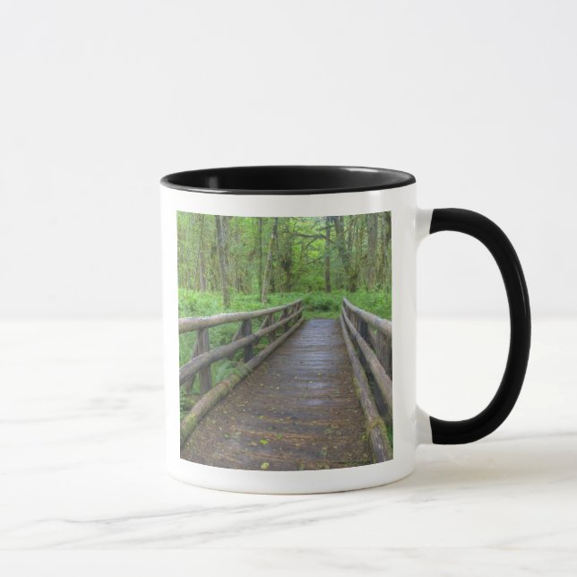 Maple Glade trail wooden bridge, ferns and Mug (Right)