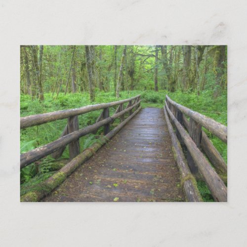 Maple Glade trail wooden bridge ferns and Postcard