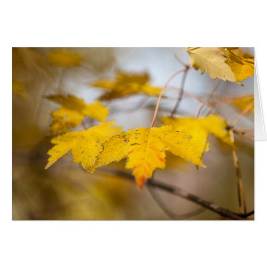 Maple Glow Cards (Front Horizontal)