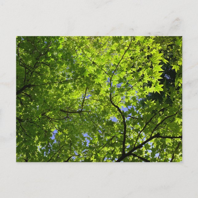 Maple in Spring Postcard (Front)
