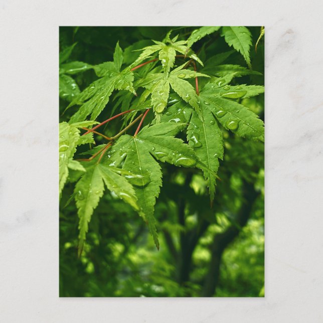 Maple in Spring Postcard (Front)