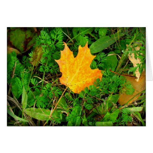 Maple Leaf Cards (Front Horizontal)