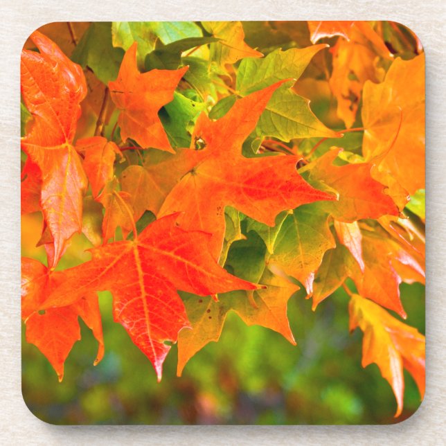 Maple Leaf Dance Coaster (Front)