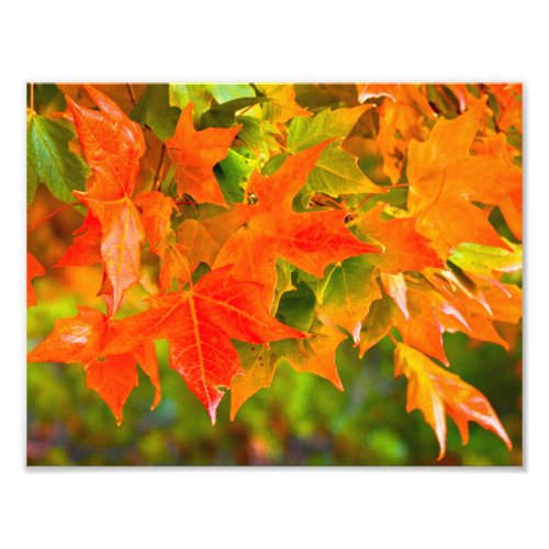 Maple Leaf Dance Photo Print