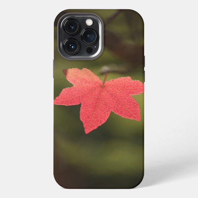 Maple Leaf Nature Photo Iphone Case (Back)