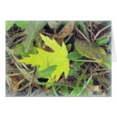 Maple Leaf on the grass (Front Horizontal)