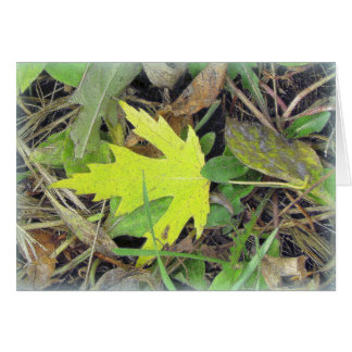 Maple Leaf on the grass Cards