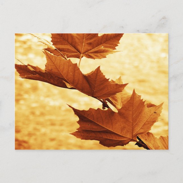 Maple leaf Postcard (Front)