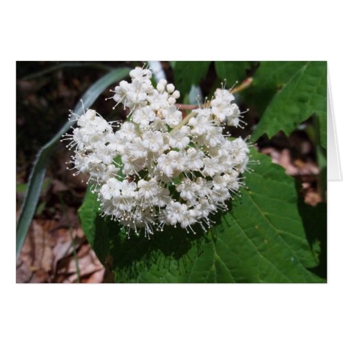 Maple Leaf Viburnum