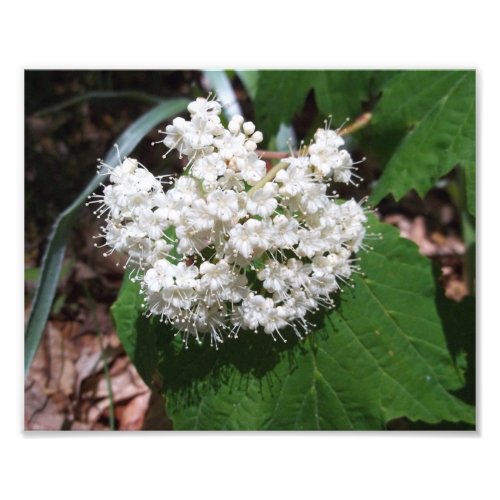 Maple Leaf Viburnum Photo Print