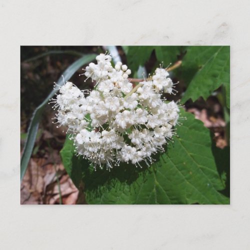 Maple Leaf Viburnum Postcard