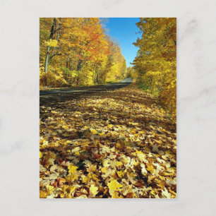 Maple leaves and Fortune Parkway, Gatineau Park, Q Postcard