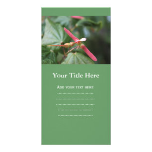 maple leaves and its red maple seeds, samara fruit card