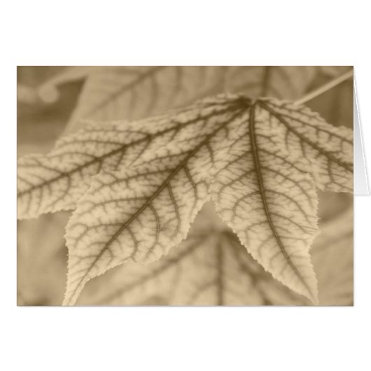 Maple Leaves Cards (Front Horizontal)