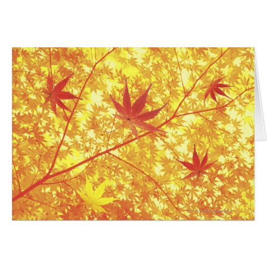 Maple leaves, close-up cards (Front Horizontal)