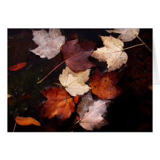 Maple leaves in pond cards