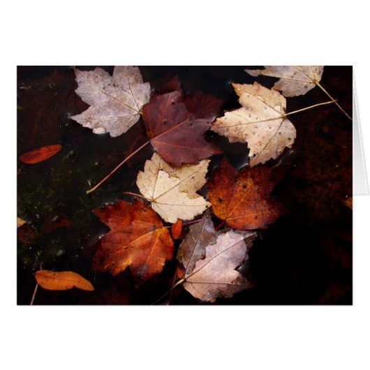 Maple leaves in pond cards (Front Horizontal)