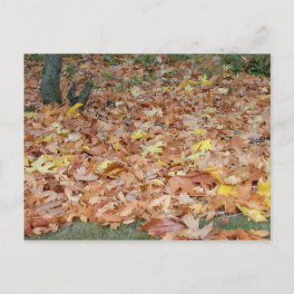 Maple leaves in the fall postcard