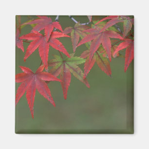 Maple Leaves, Katsura, Kyoto, Japan Magnet