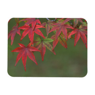 Maple Leaves, Katsura, Kyoto, Japan Magnet