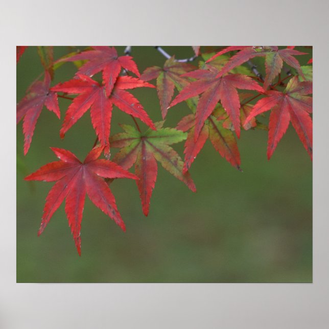 Maple Leaves, Katsura, Kyoto, Japan Poster (Front)