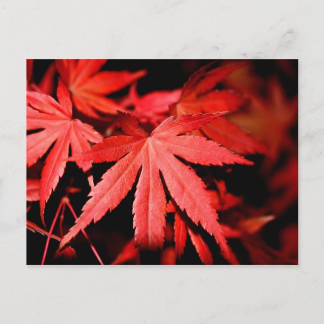 Maple Leaves - Red Postcard (Front)