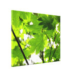 Maple Leaves with Raindrops Canvas Print