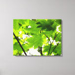 Maple Leaves with Raindrops Canvas Print