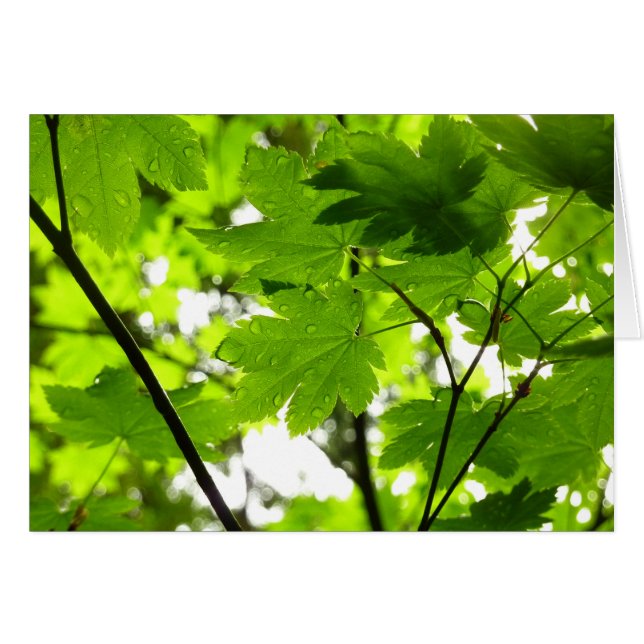Maple Leaves with Raindrops Cards (Front Horizontal)