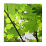 Maple Leaves with Raindrops Ceramic Tile