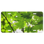 Maple Leaves with Raindrops License Plate