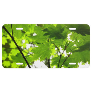 Maple Leaves with Raindrops License Plate