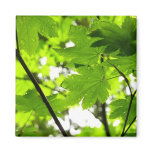 Maple Leaves with Raindrops Magnet