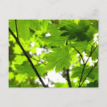 Maple Leaves with Raindrops Postcard