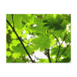 Maple Leaves with Raindrops Postcard