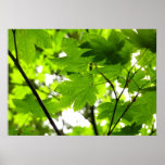 Maple Leaves with Raindrops Poster