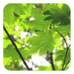 Maple Leaves with Raindrops Square Sticker