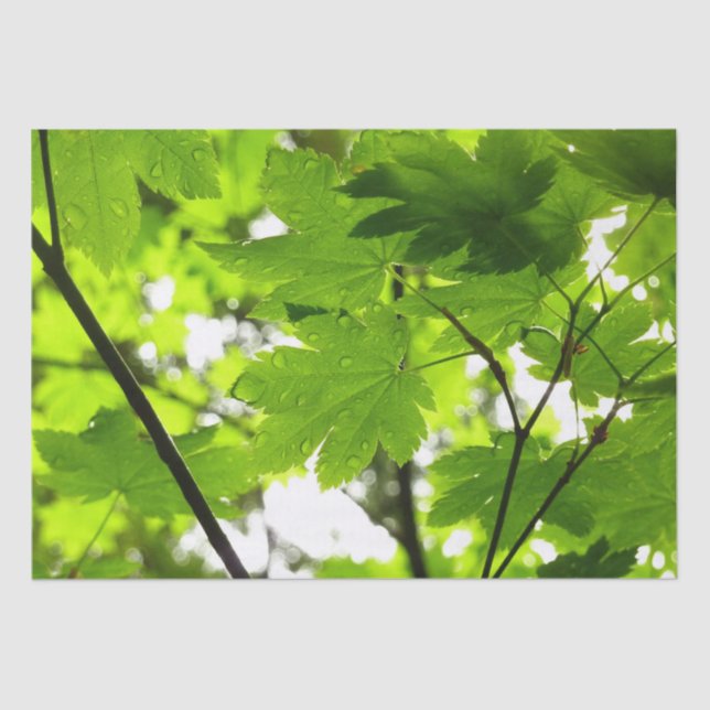 Maple Leaves with Raindrops Tissue Paper (Front)