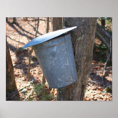 Maple Sugar Sap Bucket On Tree Nature Poster