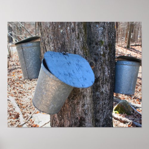 Maple Sugar Sap Buckets On Tree Nature Poster