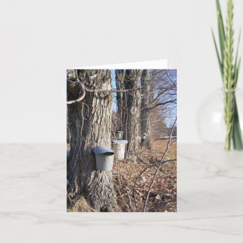 Maple Syrup Collection Notecard