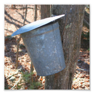 Maple Syrup Sugar Sap Bucket On Tree 8x8 Photo Print