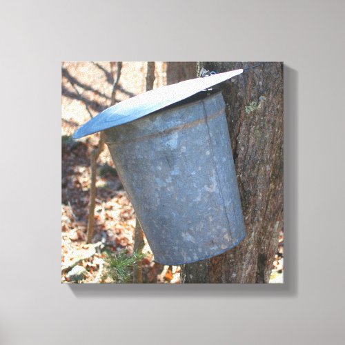 Maple Syrup Sugar Sap Bucket On Tree  Canvas Print