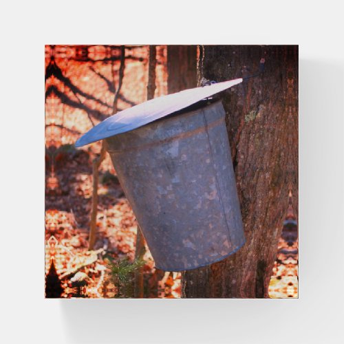 Maple Syrup Sugar Sap Bucket On Tree   Paperweight