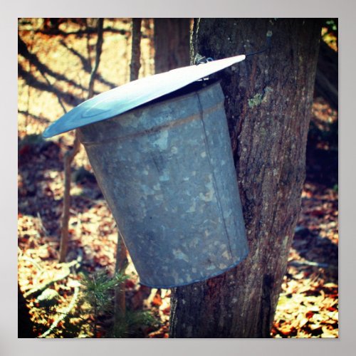Maple Syrup Sugar Sap Bucket On Tree  Poster