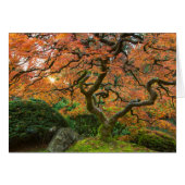 Maple Tree At The Japanese Gardens In Autumn (Front Horizontal)