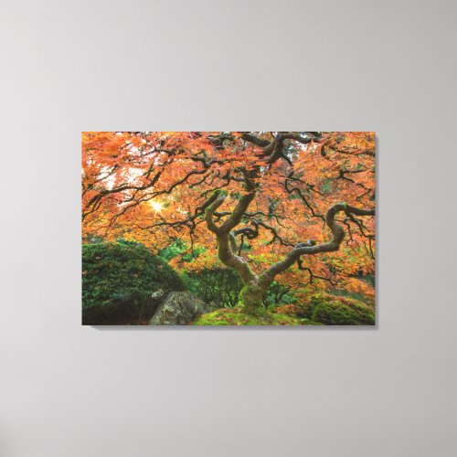 Maple Tree At The Japanese Gardens In Autumn Canvas Print