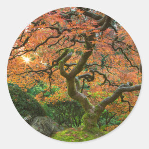 Maple Tree At The Japanese Gardens In Autumn Classic Round Sticker