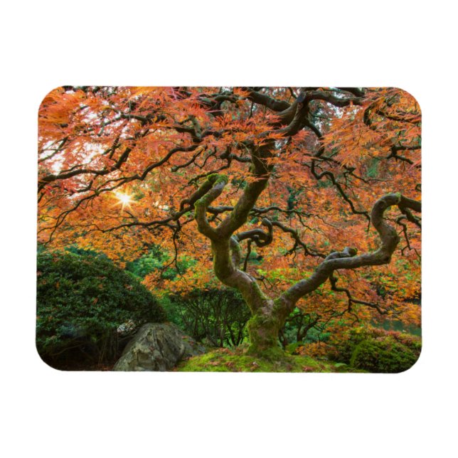 Maple Tree At The Japanese Gardens In Autumn Magnet (Horizontal)